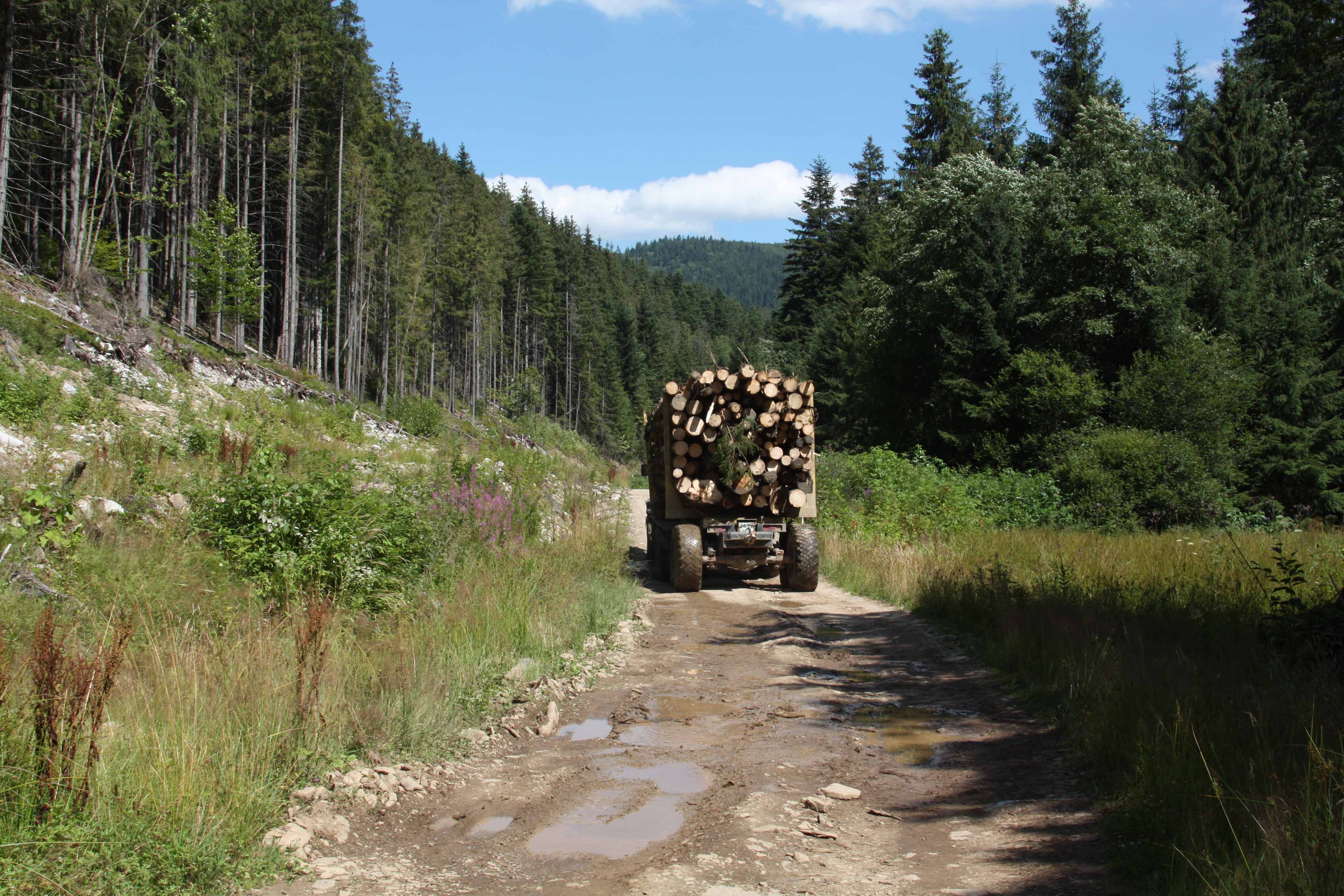 Єгор Гриник вважає, що з огляду на поточні тенденції Україна може втратити останні старовікові ліси в Карпатах. Штучні насадження не можуть замінити їх з погляду збереження біорізноманіття. Це означає, що ще більше видів рослин і тварин потрапить до Червоної книги України. А ті, які там вже є, можуть змінити статус на 