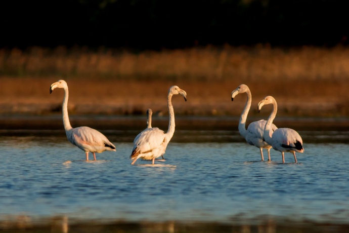 Молоді фламінго на озері Тилігульського лиману